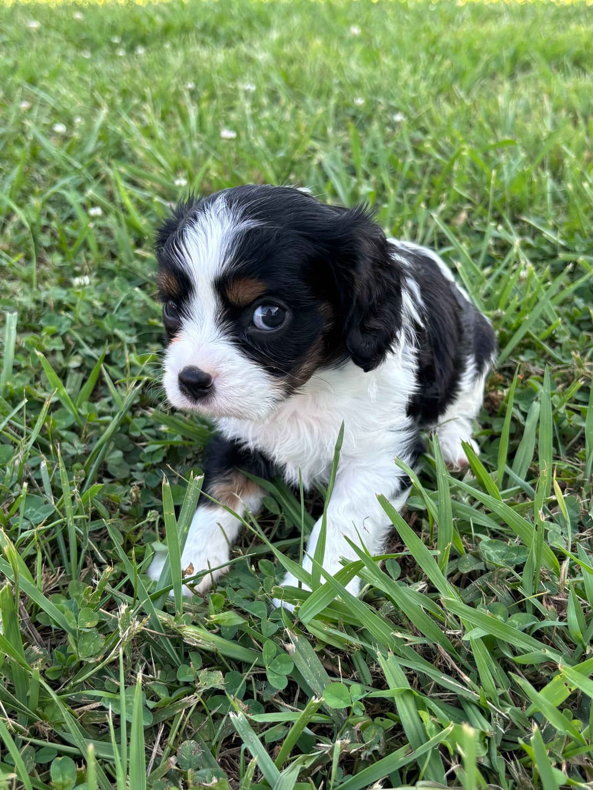 Cavalier King Charles Spaniel Puppies breeder image 20