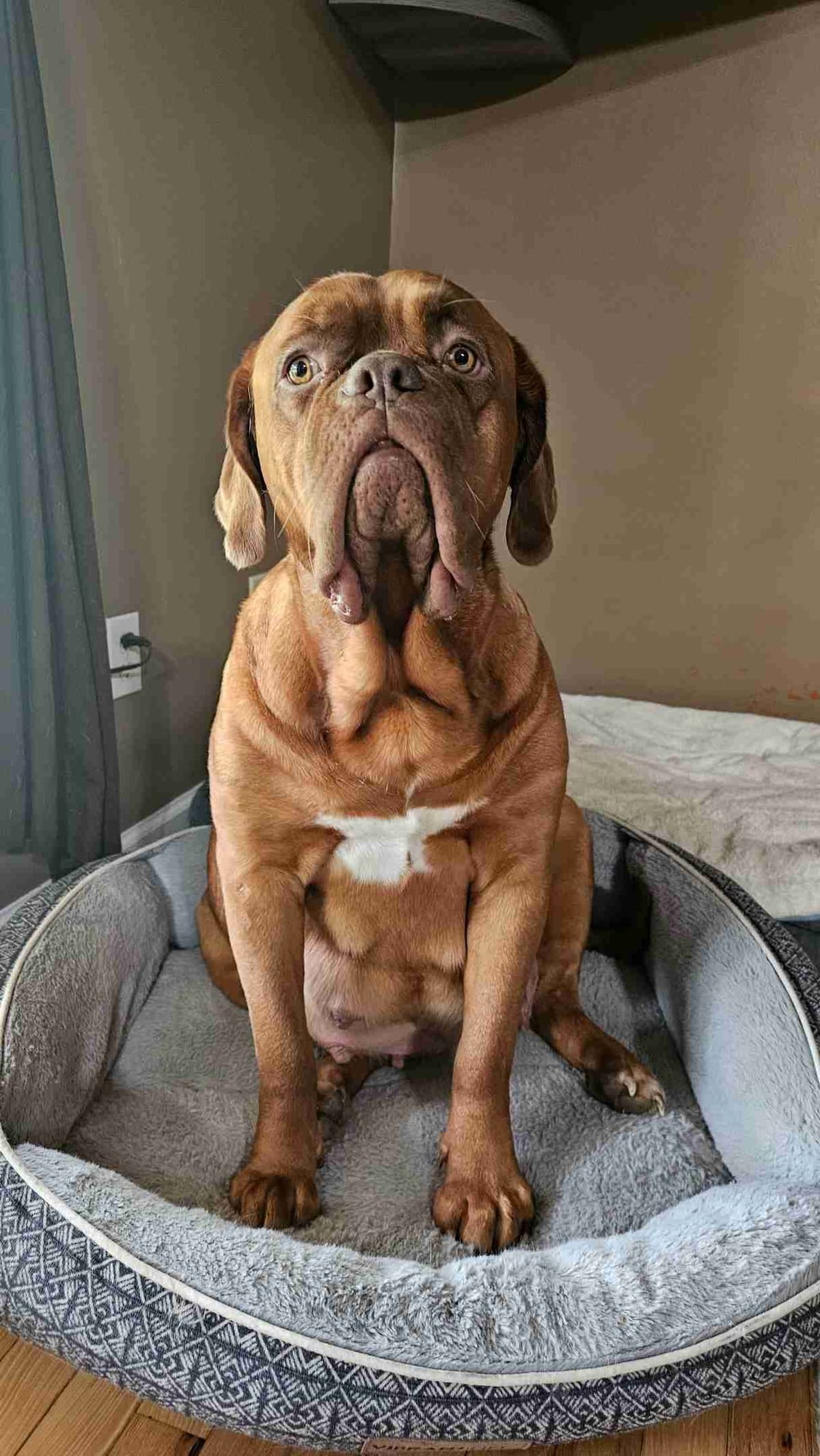 Dogue de Bordeaux Puppies breeder image 1