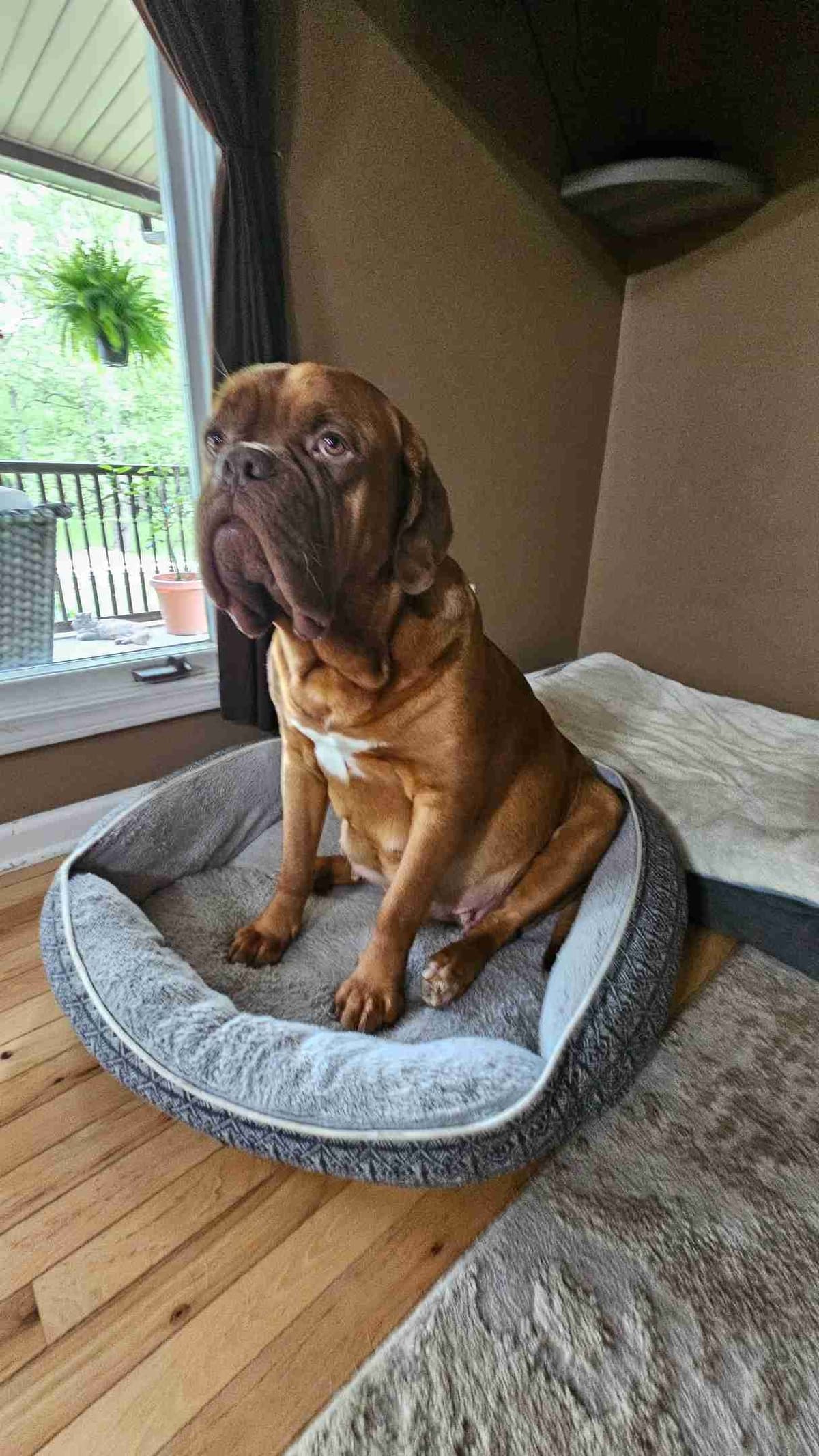 Dogue de Bordeaux Puppies breeder image 2
