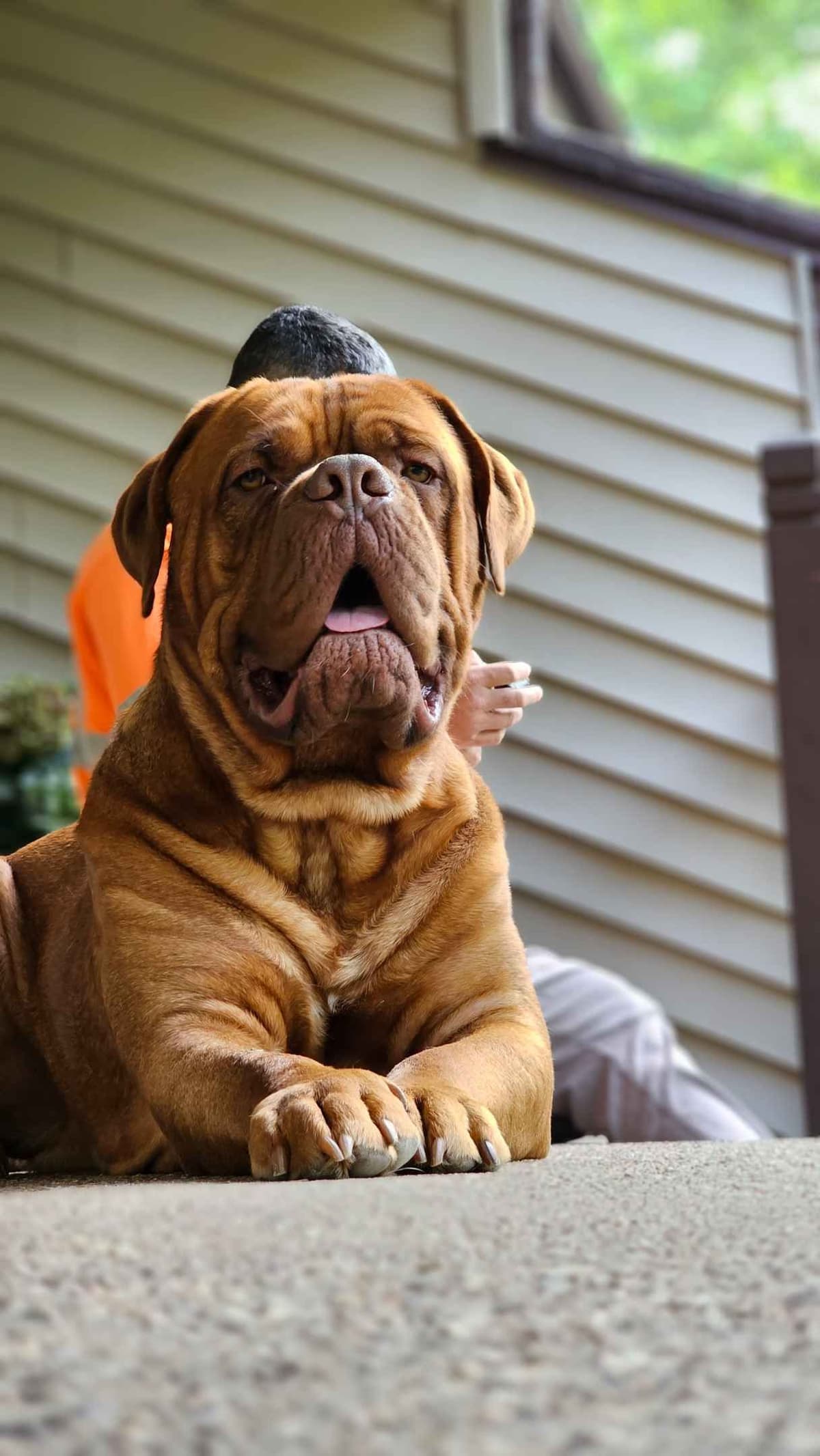 Dogue de Bordeaux Puppies breeder image 3