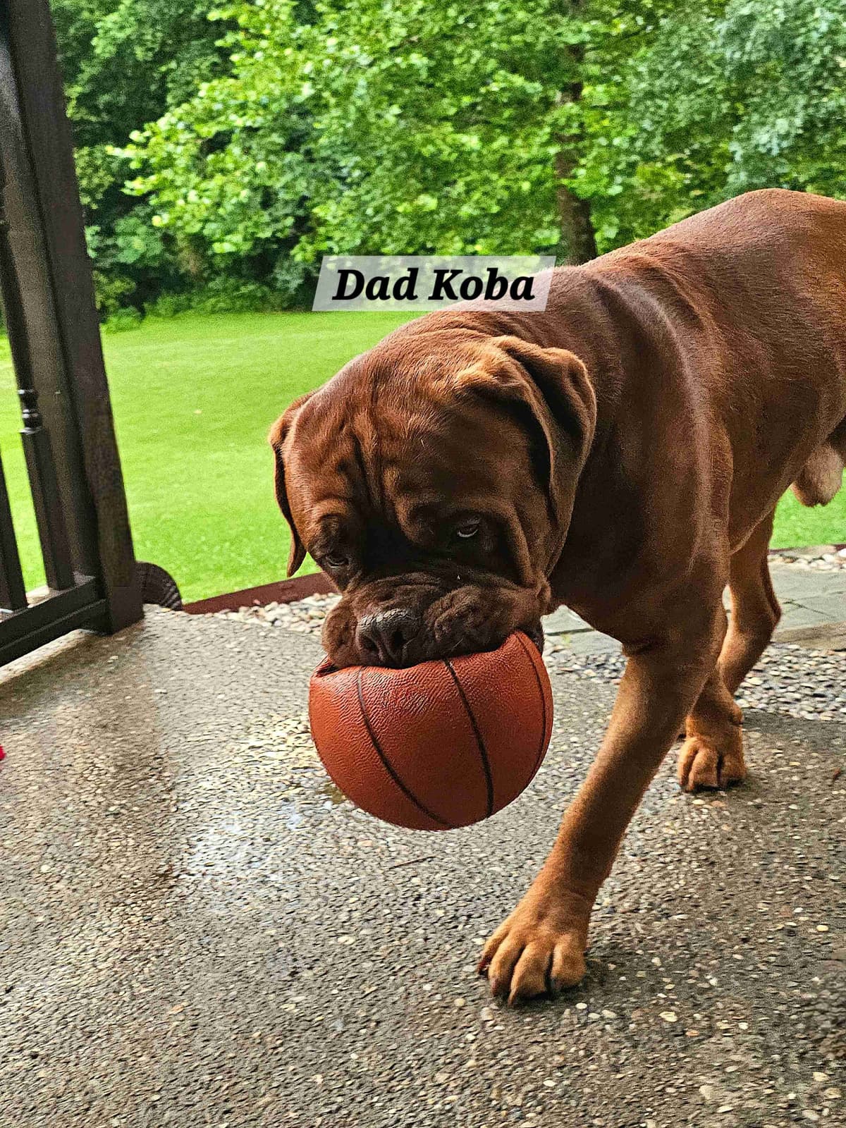 Dogue de Bordeaux Puppies breeder image 4