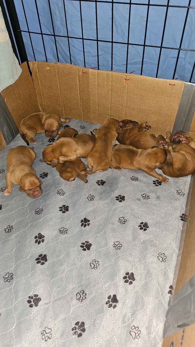 Dogue de Bordeaux Puppies media 7