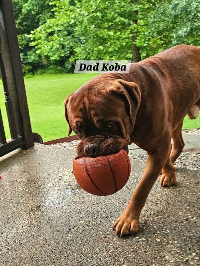 Dogue de Bordeaux Puppies media 6