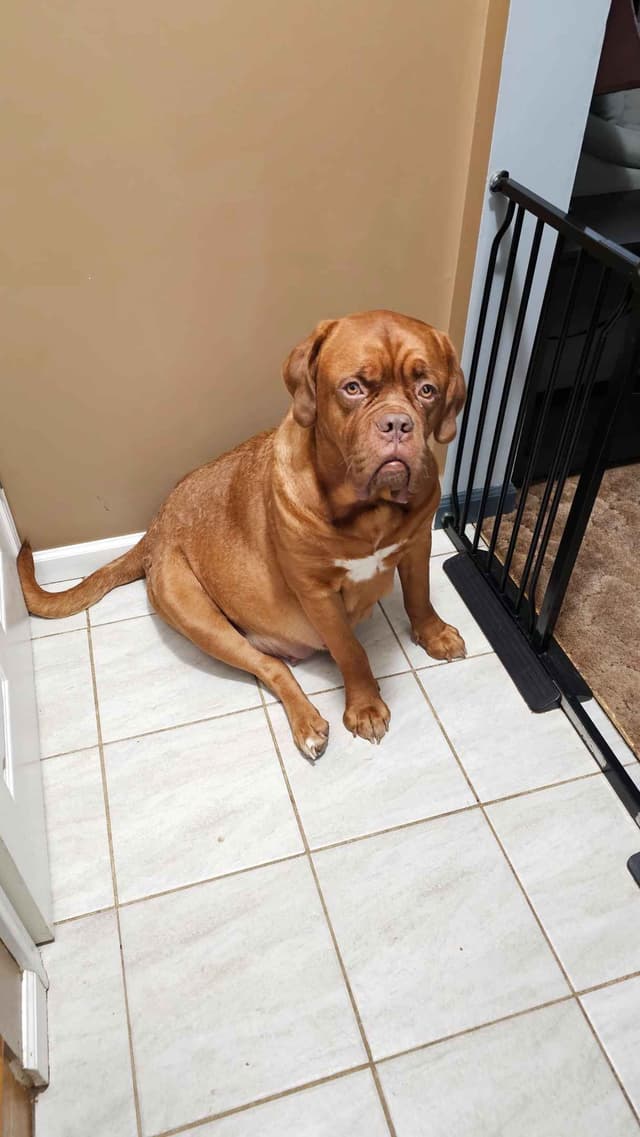 Dogue de Bordeaux Puppies media 4