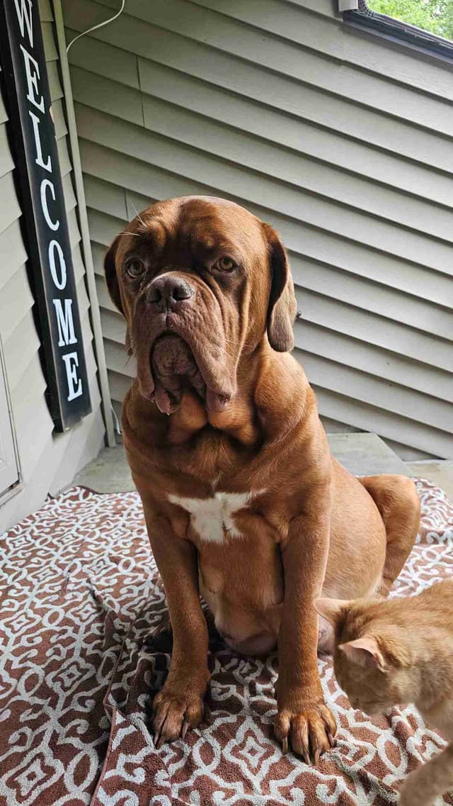 Dogue de Bordeaux Puppies media 3