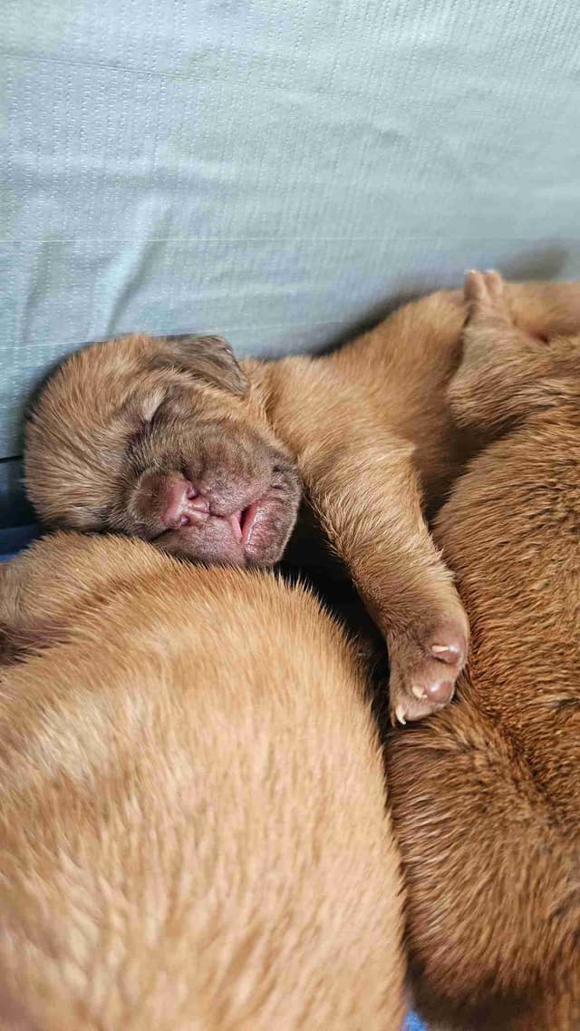 Dogue de Bordeaux Puppies media 8