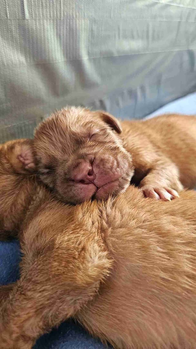 Dogue de Bordeaux Puppies media 9