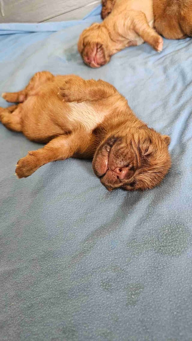 Dogue de Bordeaux Puppies media 10