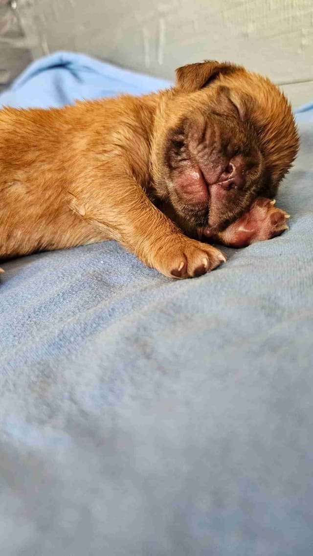 Dogue de Bordeaux Puppies media 11