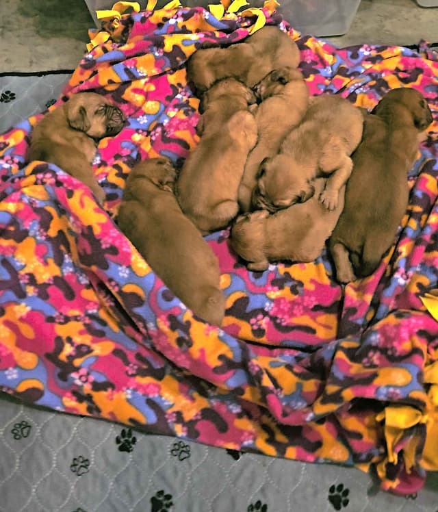 Dogue de Bordeaux Puppies media 12