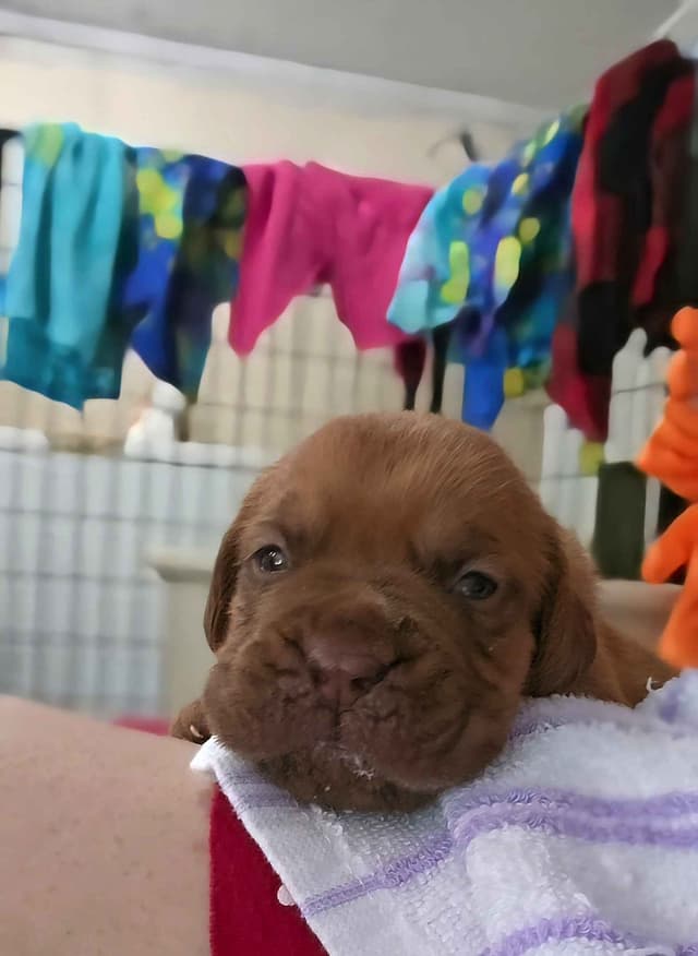 Dogue de Bordeaux Puppies media 13