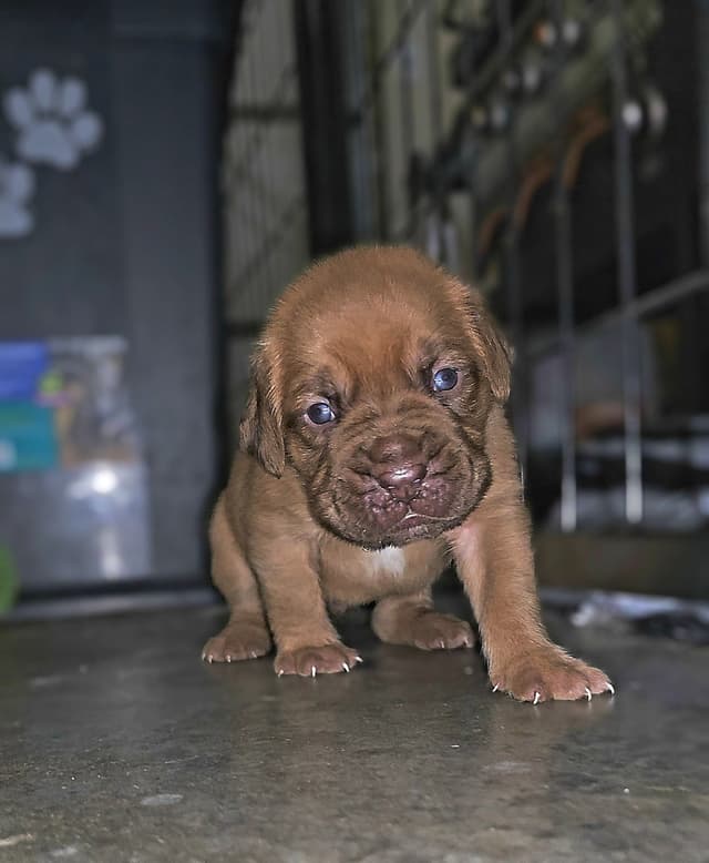 Dogue de Bordeaux Puppies media 15