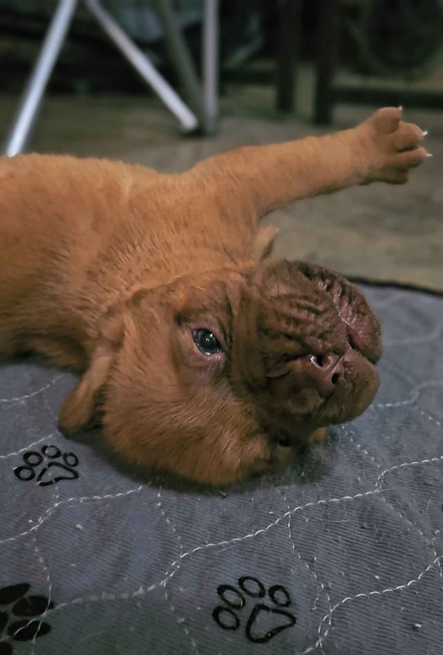 Dogue de Bordeaux Puppies media 16