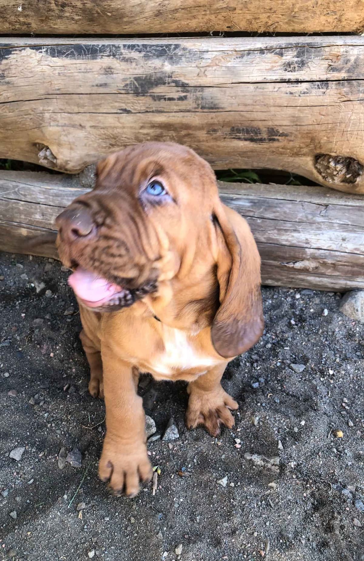 Bloodhound Puppies breeder image 1