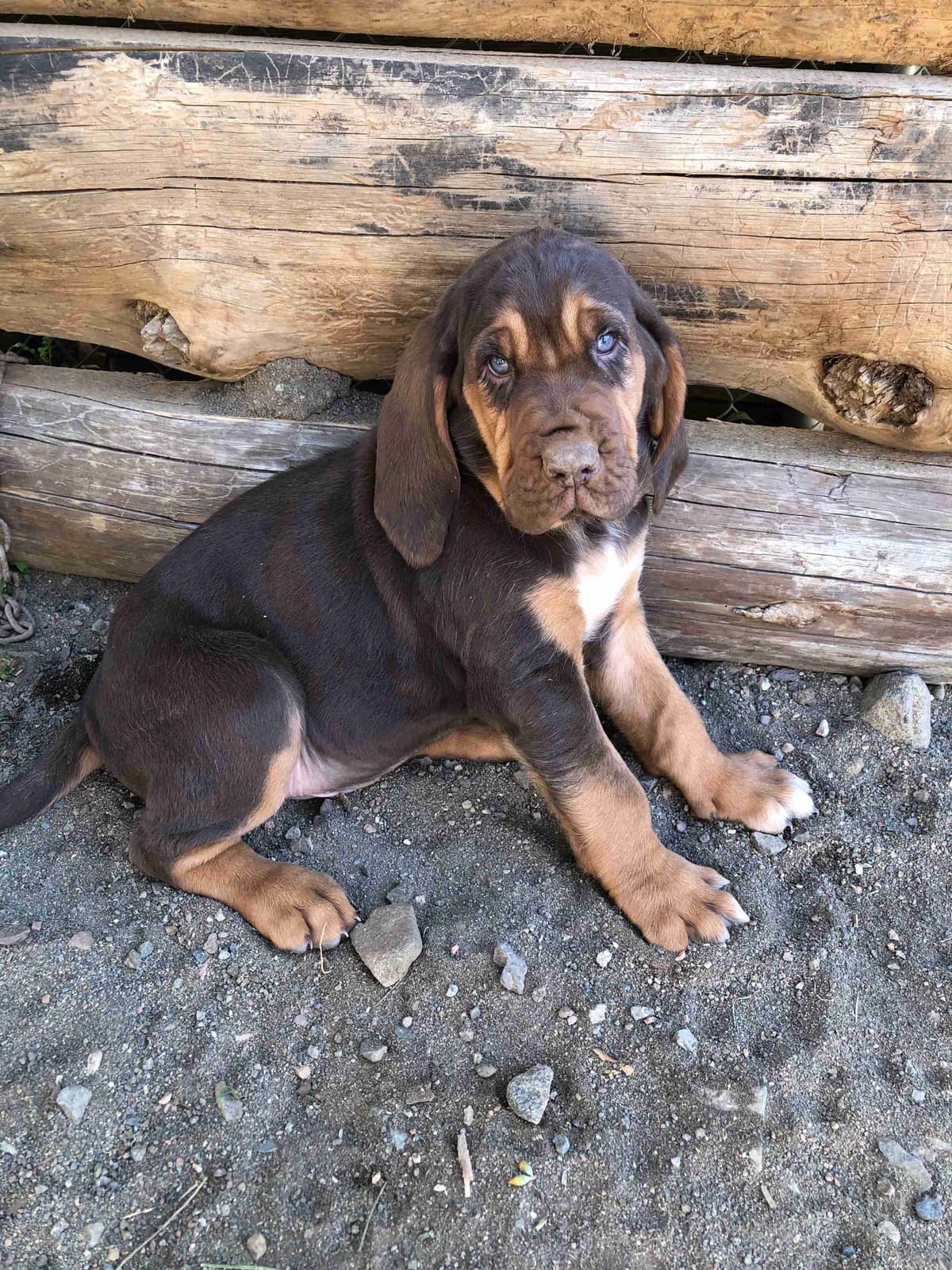 Bloodhound Puppies breeder image 3