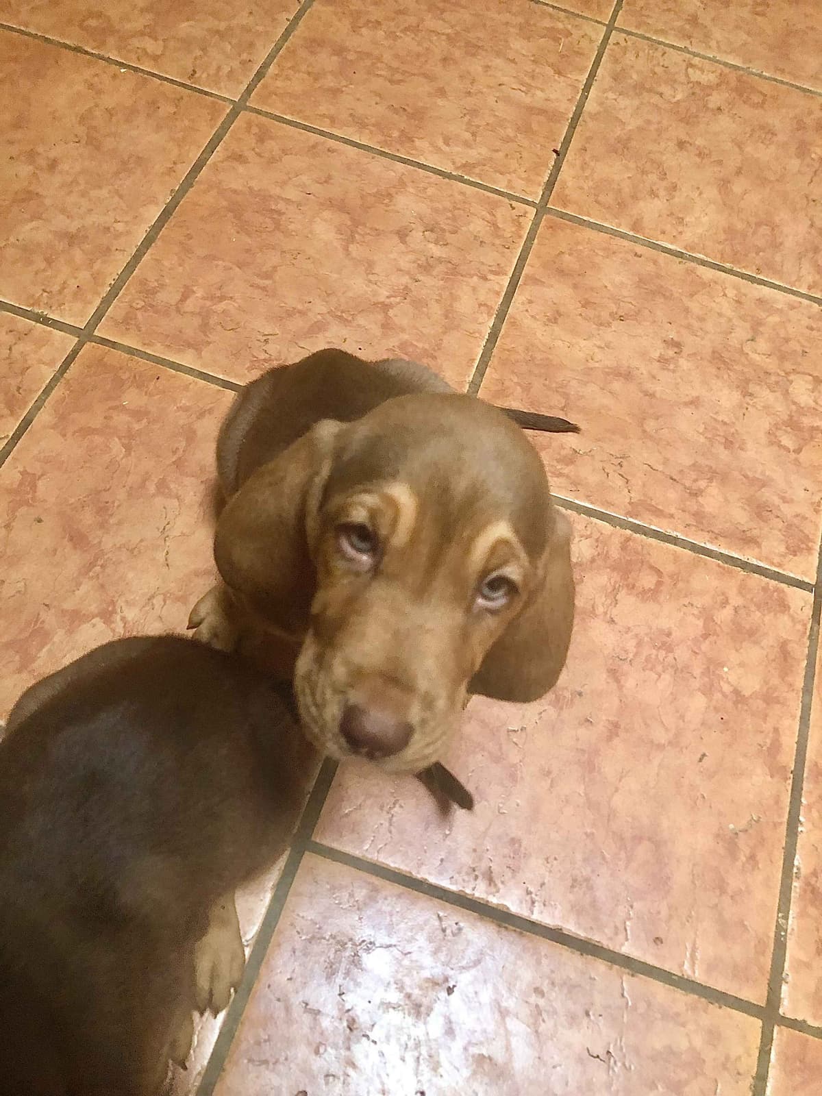 Bloodhound Puppies breeder image 4