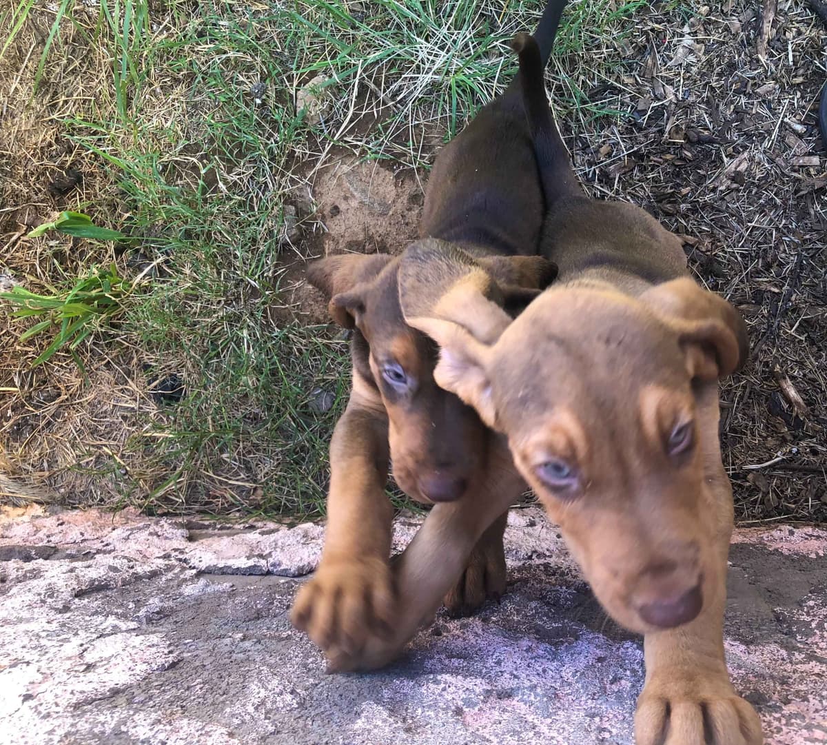 Bloodhound Puppies breeder image 7