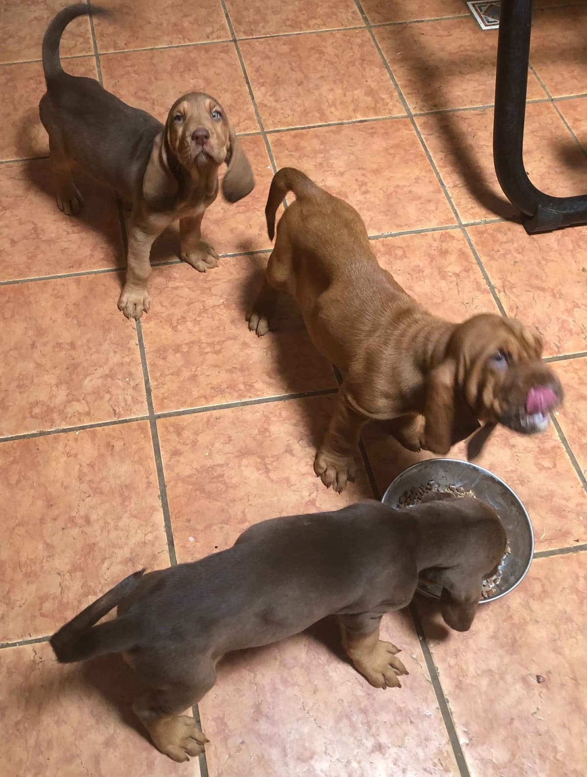 Bloodhound Puppies breeder image 6