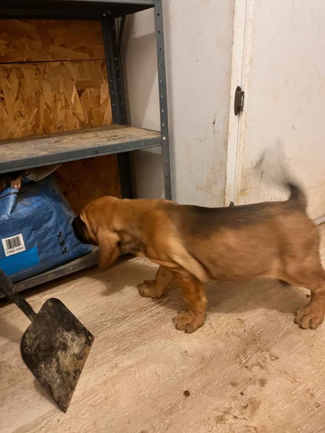 Bloodhound Puppies media 2