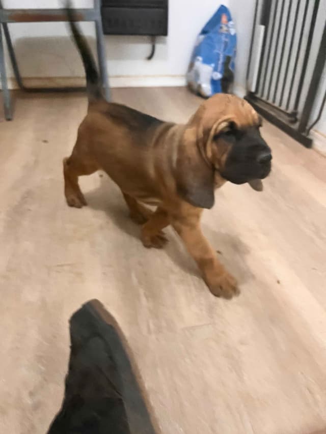 Bloodhound Puppies media 4