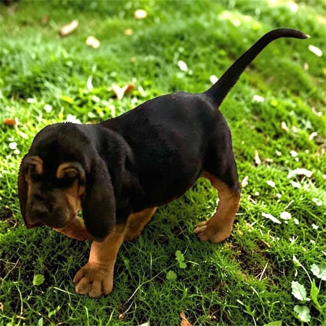 Bloodhound Puppies media 9