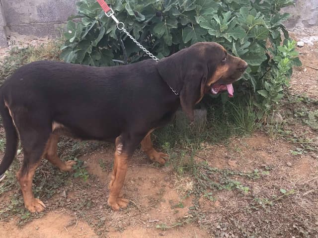 Bloodhound Puppies media 11