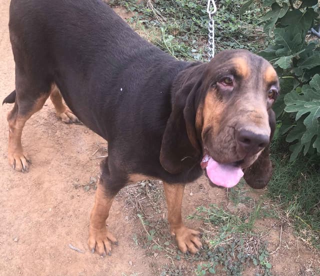 Bloodhound Puppies media 13