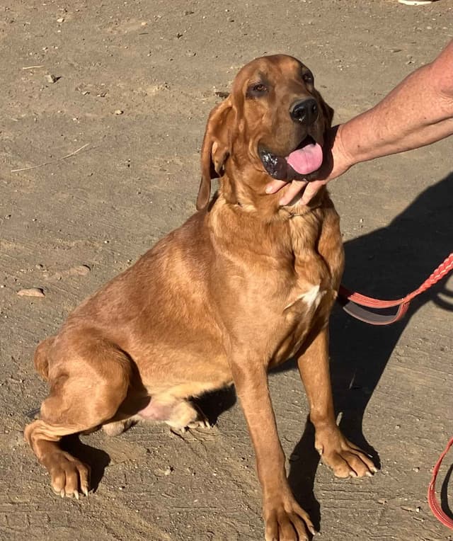 Bloodhound Puppies media 14