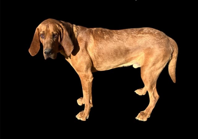 Bloodhound Puppies media 15