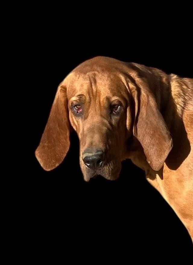 Bloodhound Puppies media 16