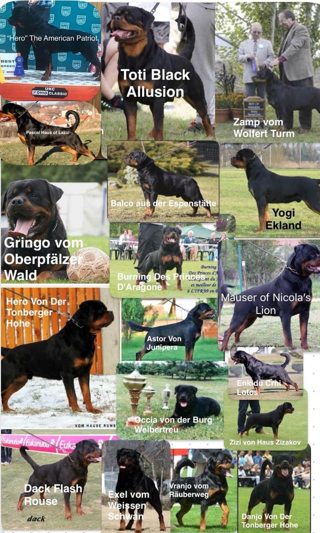 Beautiful 19mo Male “Bear”- must live within 1hr of Chardon, OH media 2