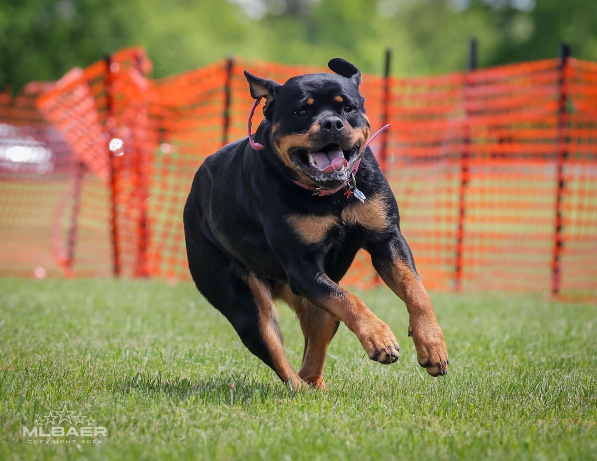 Beautiful 19mo Male “Bear”- must live within 1hr of Chardon, OH breeder image 1