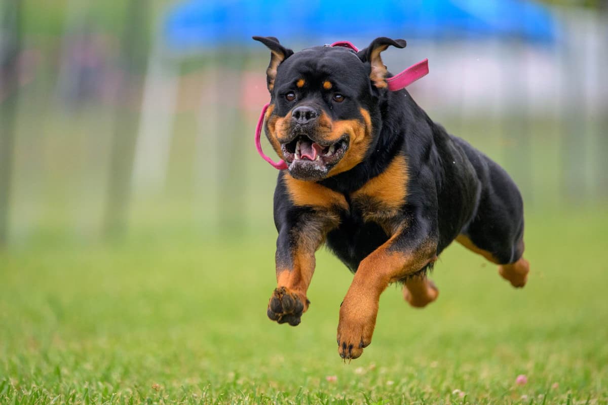 Beautiful 19mo Male “Bear”- must live within 1hr of Chardon, OH breeder image 4
