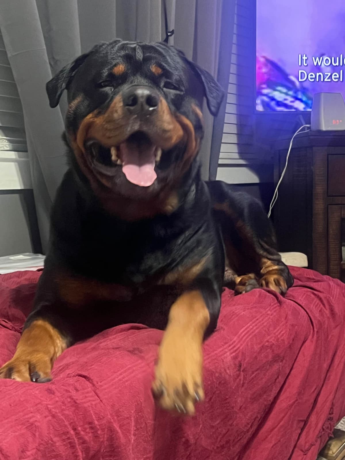 Beautiful 19mo Male “Bear”- must live within 1hr of Chardon, OH breeder image 5
