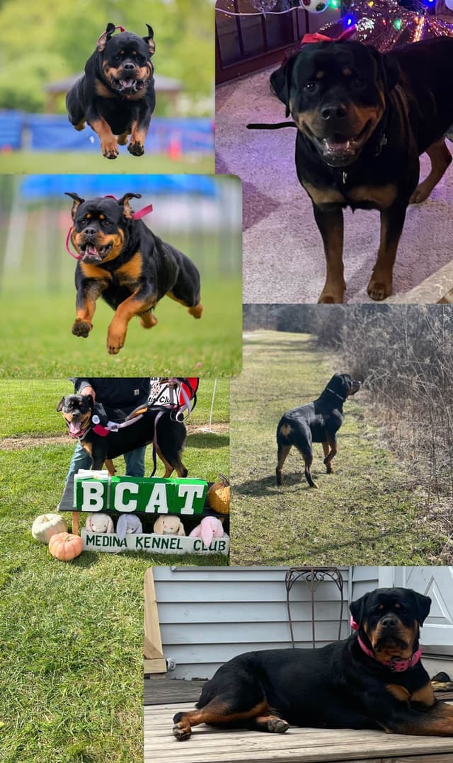 Beautiful 19mo Male “Bear”- must live within 1hr of Chardon, OH media 3