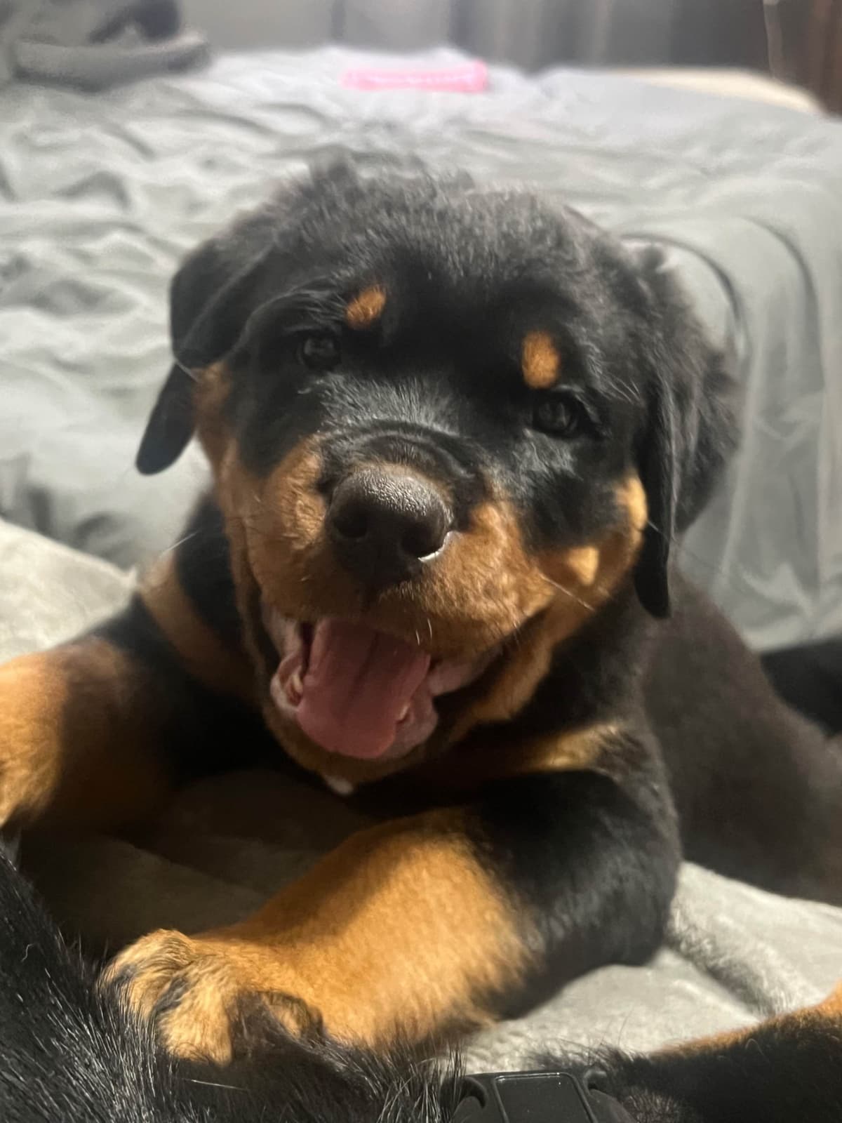 Beautiful 19mo Male “Bear”- must live within 1hr of Chardon, OH breeder image 11