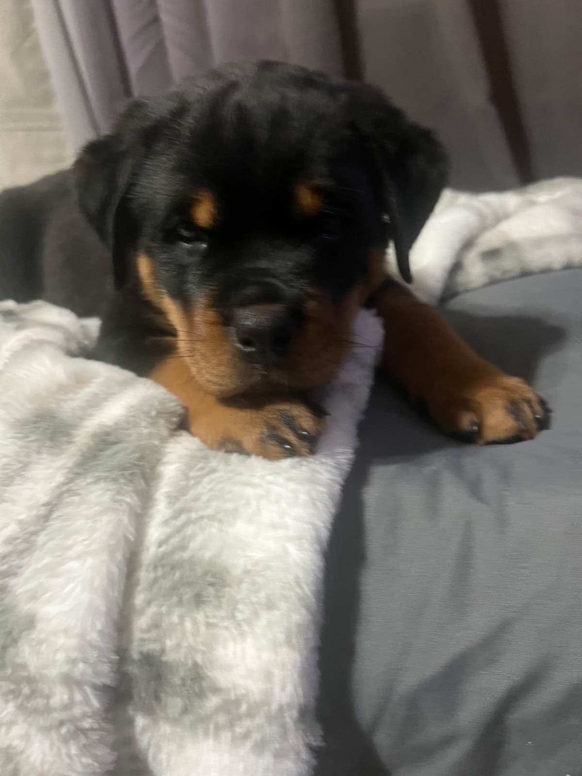 Beautiful 19mo Male “Bear”- must live within 1hr of Chardon, OH breeder image 12