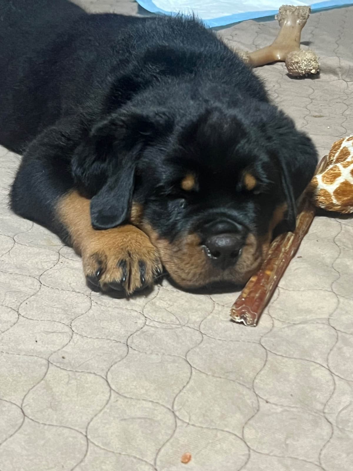 Beautiful 19mo Male “Bear”- must live within 1hr of Chardon, OH breeder image 14