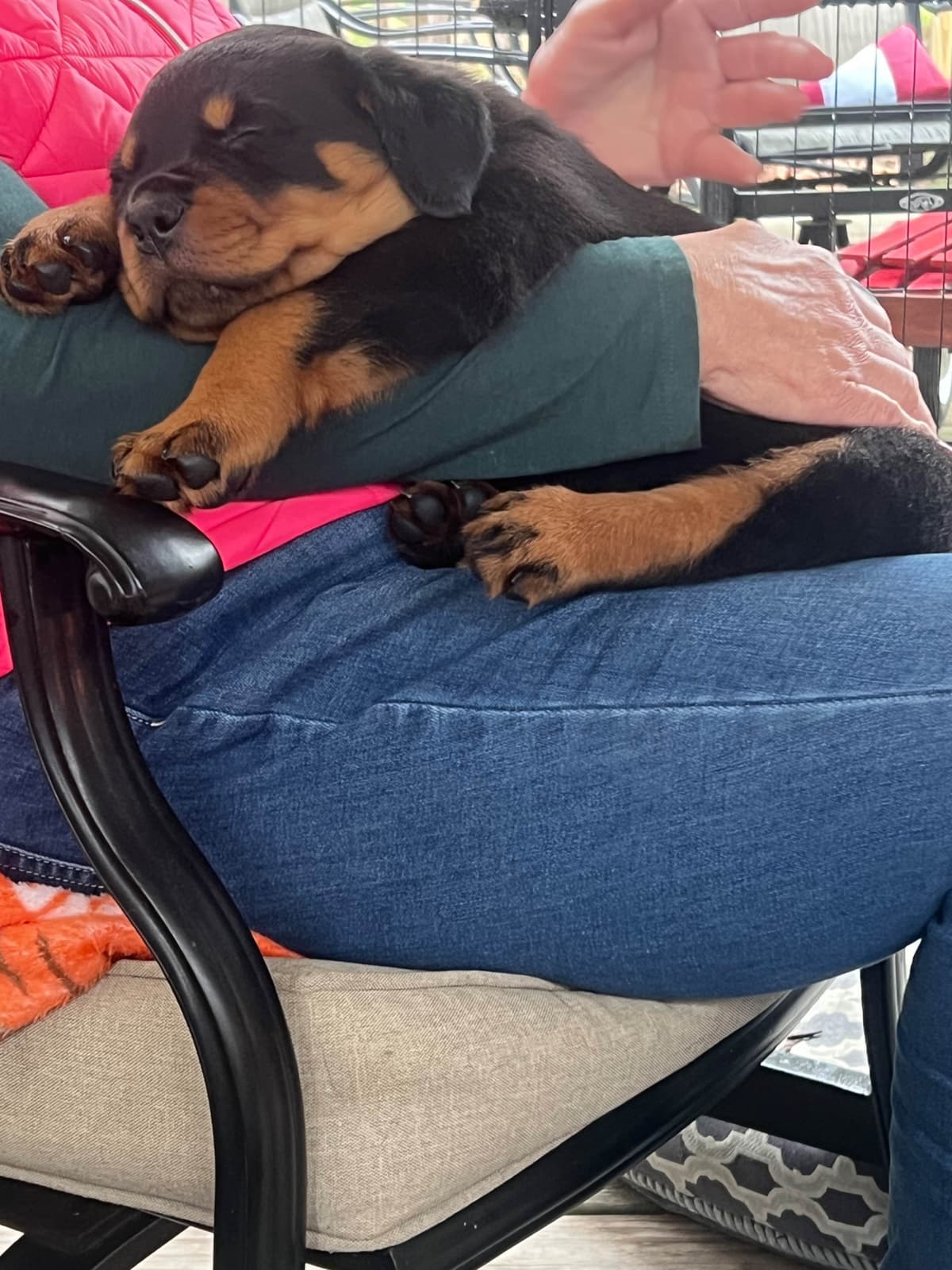 Beautiful 19mo Male “Bear”- must live within 1hr of Chardon, OH breeder image 15