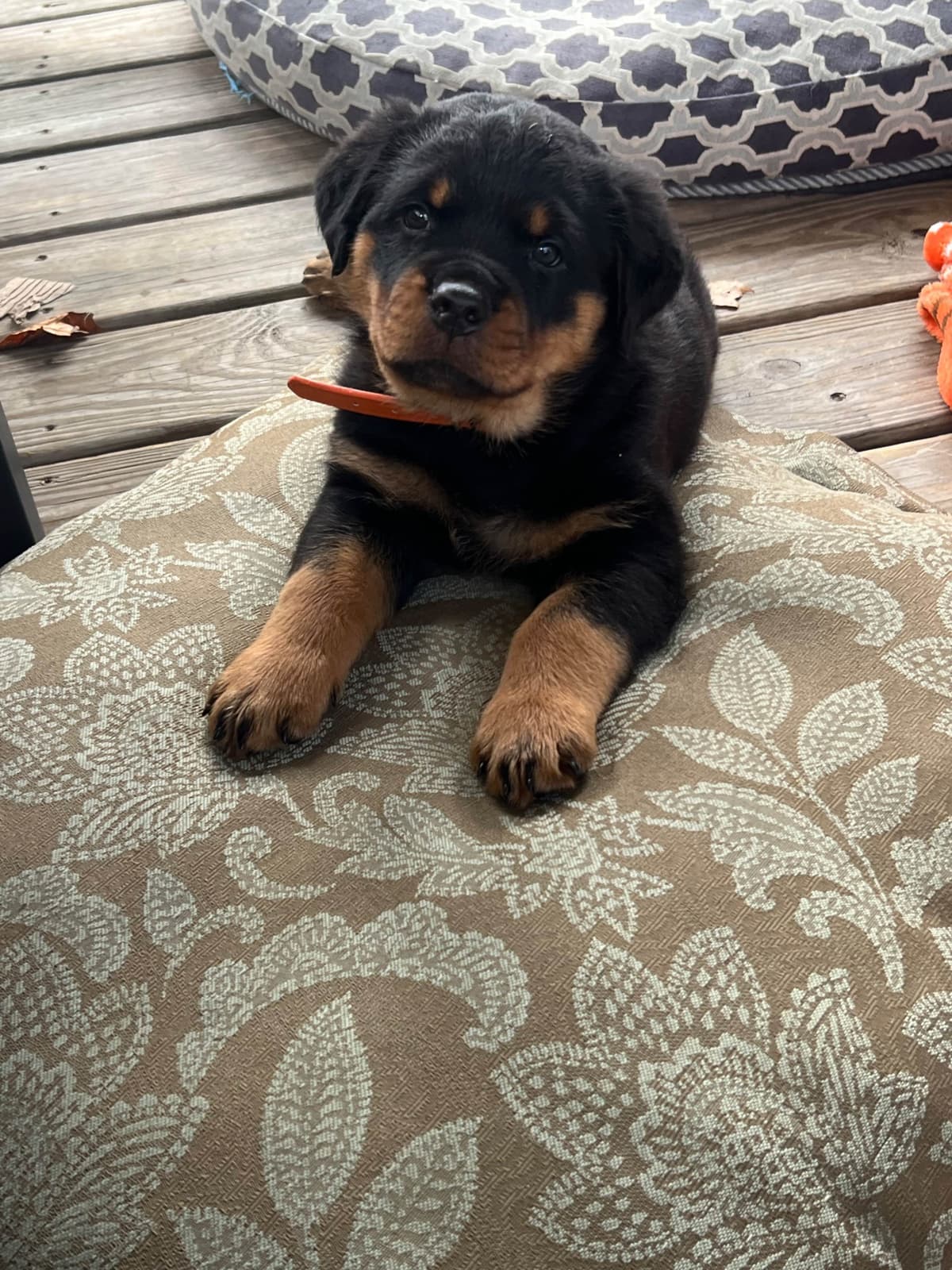 Beautiful 19mo Male “Bear”- must live within 1hr of Chardon, OH breeder image 17