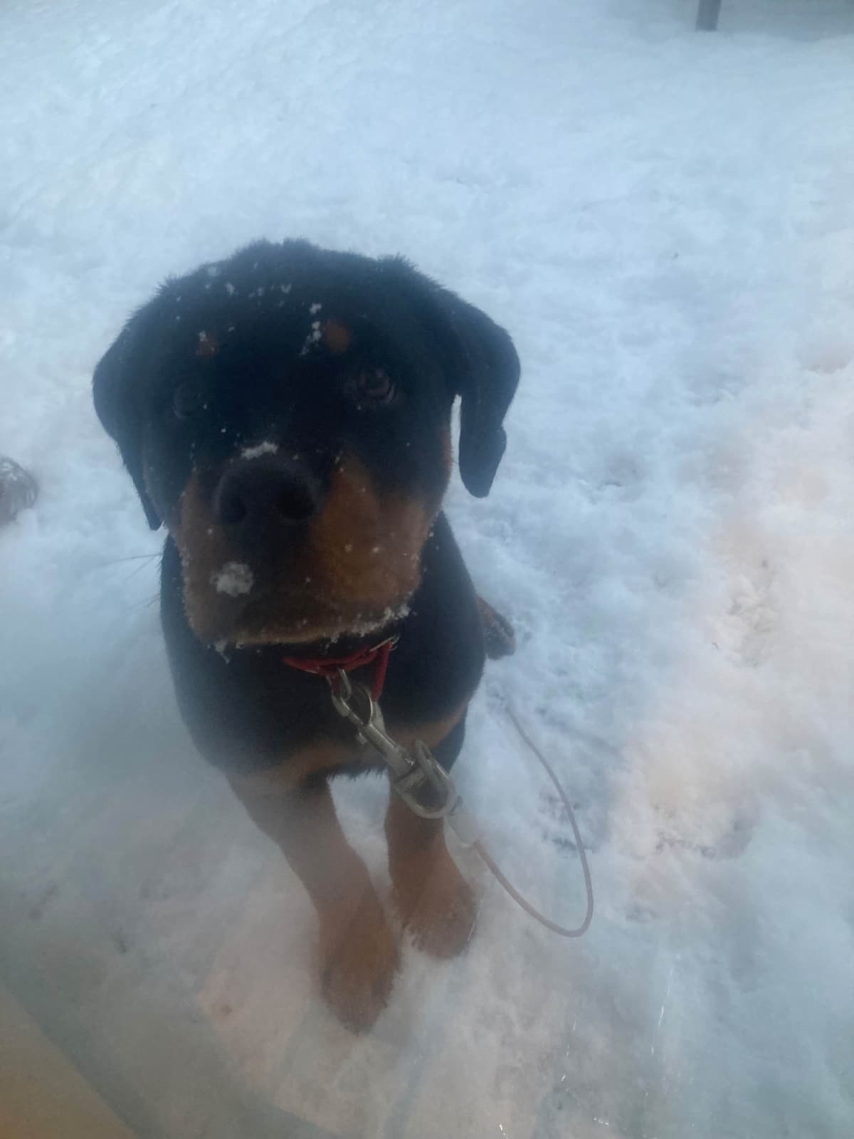 Beautiful 19mo Male “Bear”- must live within 1hr of Chardon, OH breeder image 20