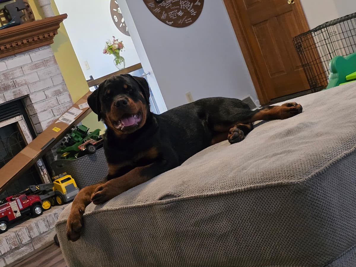 Beautiful 19mo Male “Bear”- must live within 1hr of Chardon, OH breeder image 18