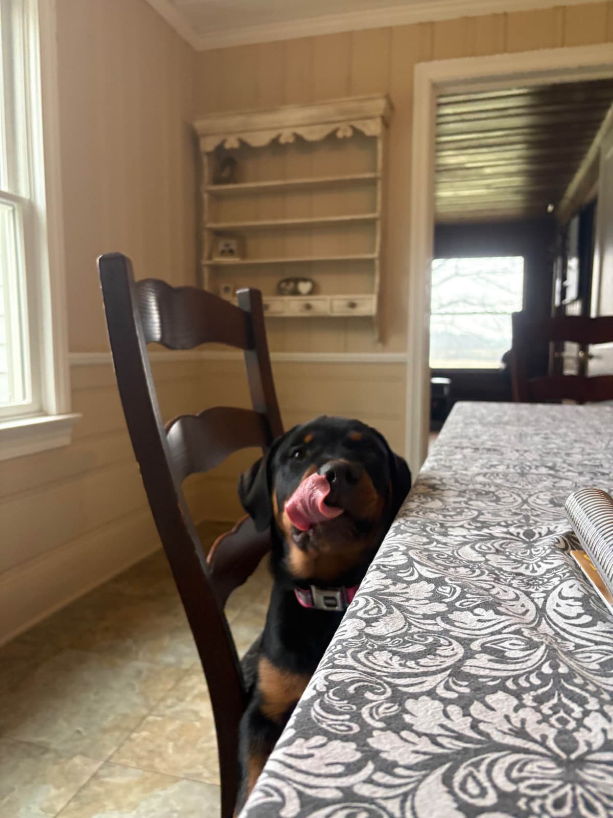 Beautiful 19mo Male “Bear”- must live within 1hr of Chardon, OH breeder image 21