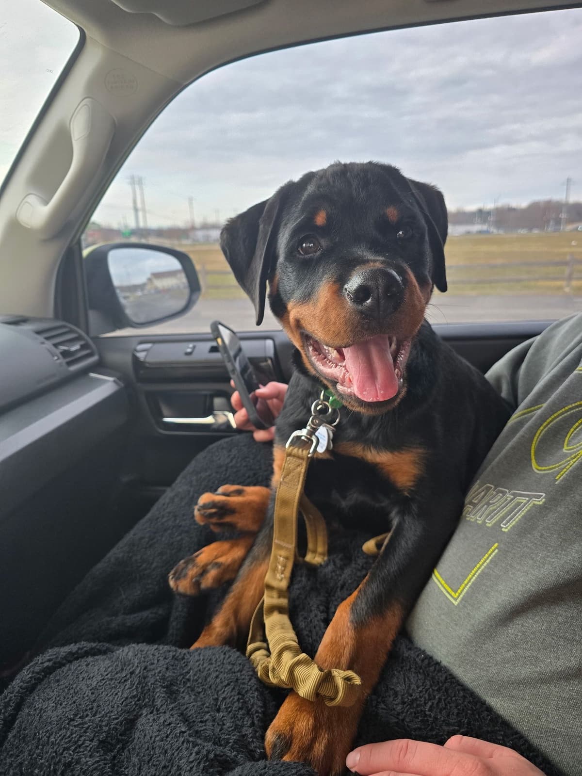 Beautiful 19mo Male “Bear”- must live within 1hr of Chardon, OH breeder image 19