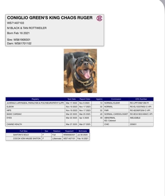 Beautiful 19mo Male “Bear”- must live within 1hr of Chardon, OH media 6