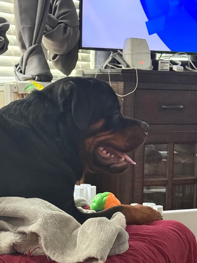 Beautiful 19mo Male “Bear”- must live within 1hr of Chardon, OH media 8
