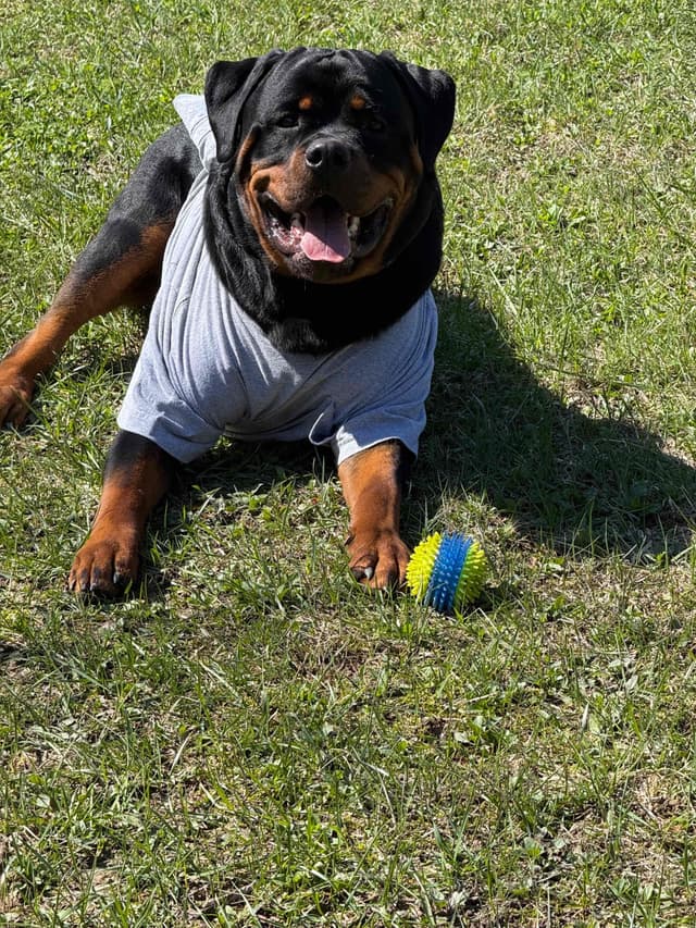 Beautiful 19mo Male “Bear”- must live within 1hr of Chardon, OH media 12