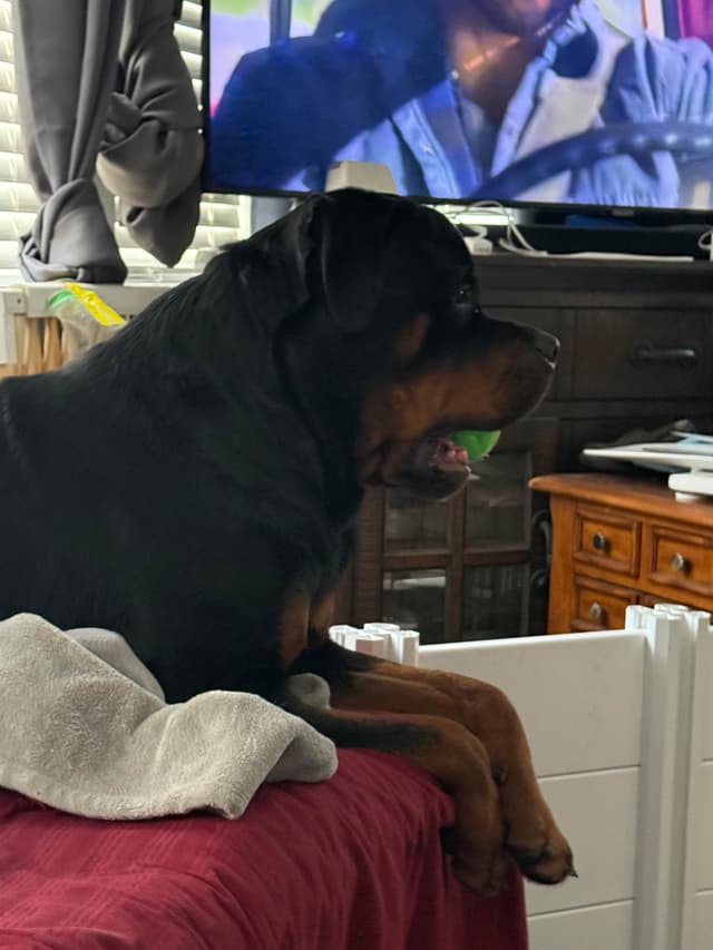 Beautiful 19mo Male “Bear”- must live within 1hr of Chardon, OH media 13