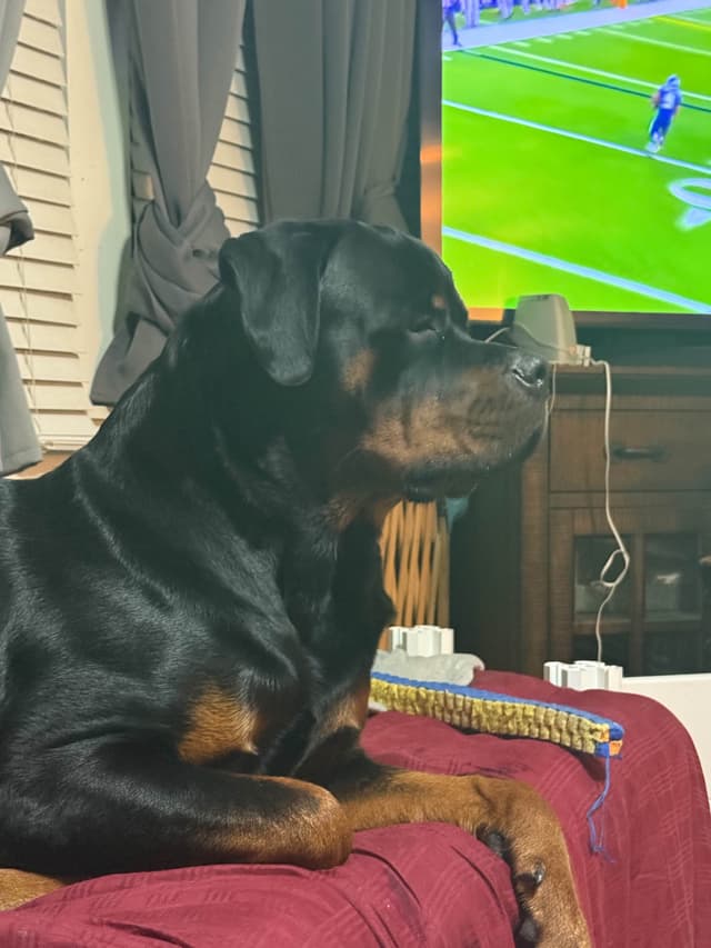 Beautiful 19mo Male “Bear”- must live within 1hr of Chardon, OH media 16
