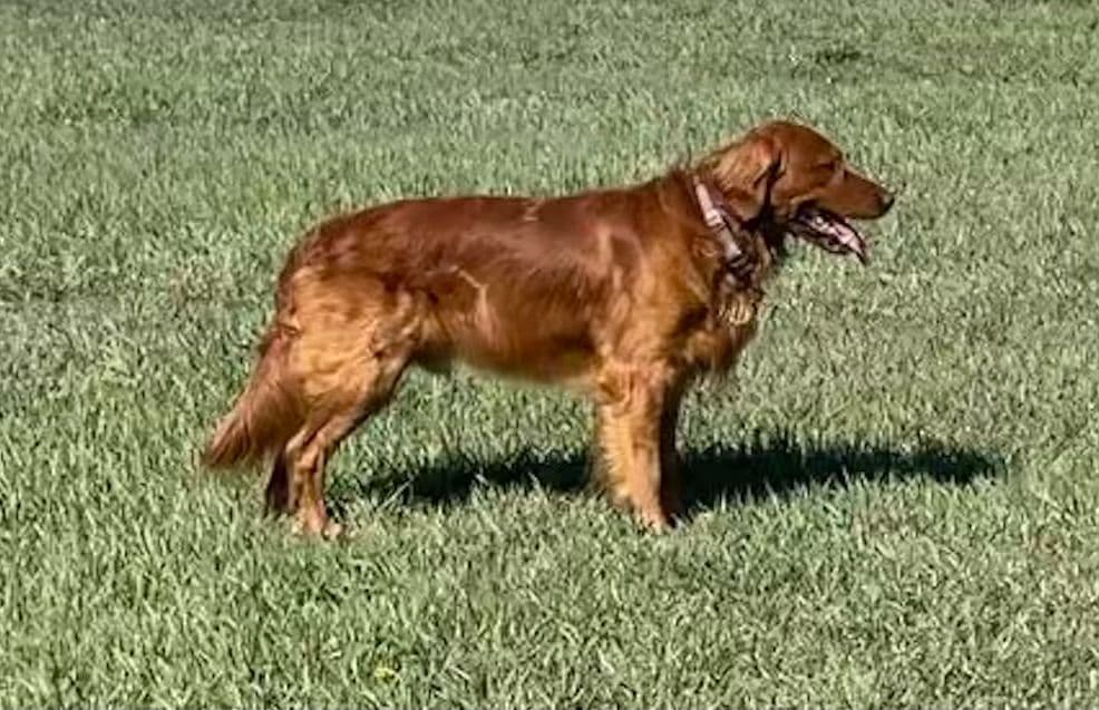2 Summer Litters Red & Mahogany Golden Retreivers breeder image 7